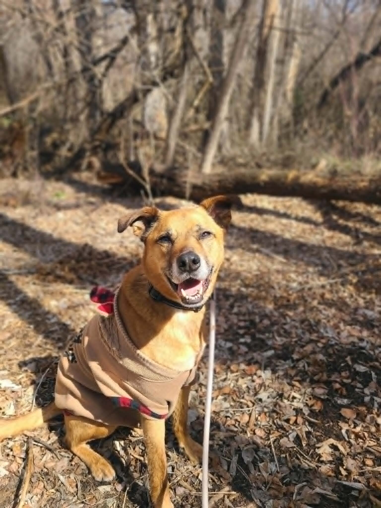 Picture of the Animal Listed